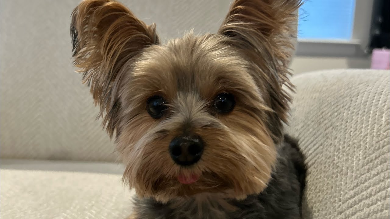 Training our Yorkie to ring the bell to go potty!