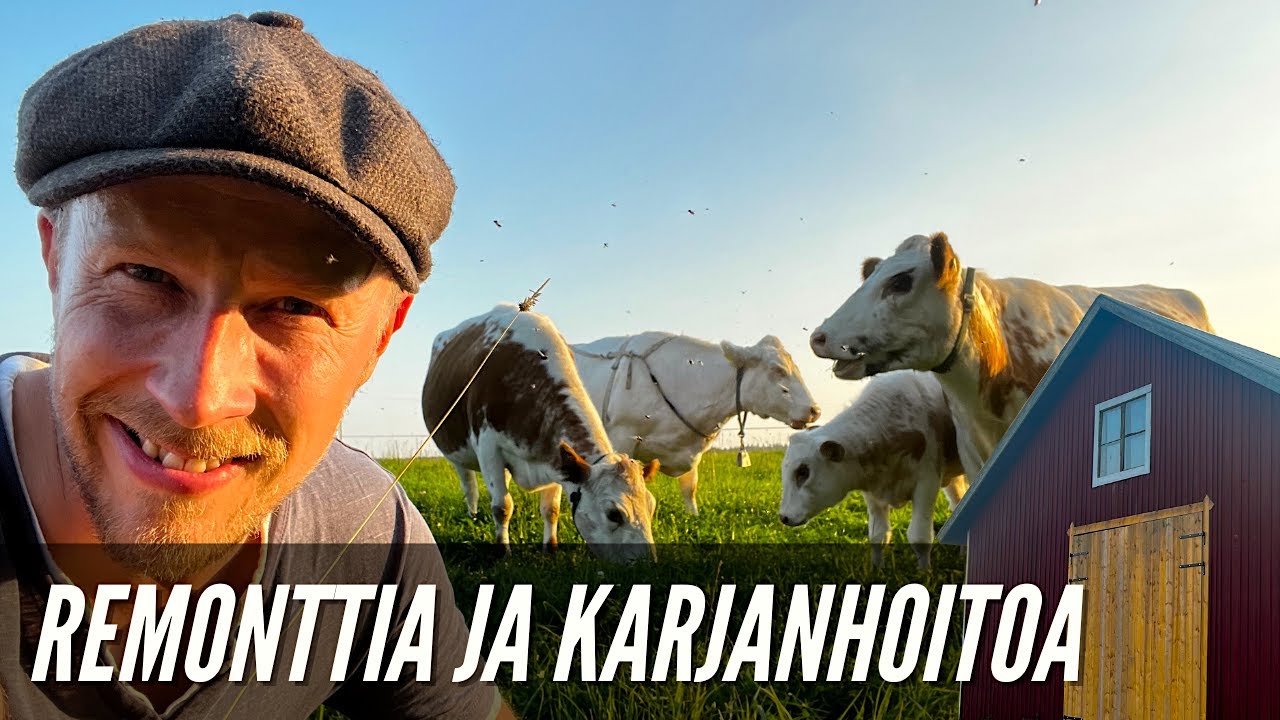 Navettaremonttia ja karjanhoitoa // Pienen karjatilan elämää