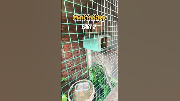 Mini Aviary (Part 2)