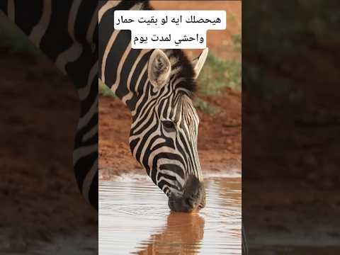 هيحصلك إيه لو بقيت حمار واحشي يوم واحد معلومات اكسبلور   