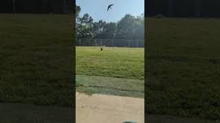 Annie the Schnoodle at the Dog Park  1212 energy  #shorts