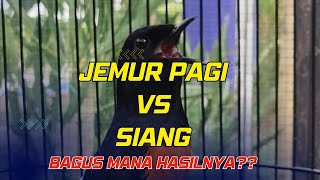 Jemur Pagi V.S Jemur Siang | Bagus mana untuk Murai batu??