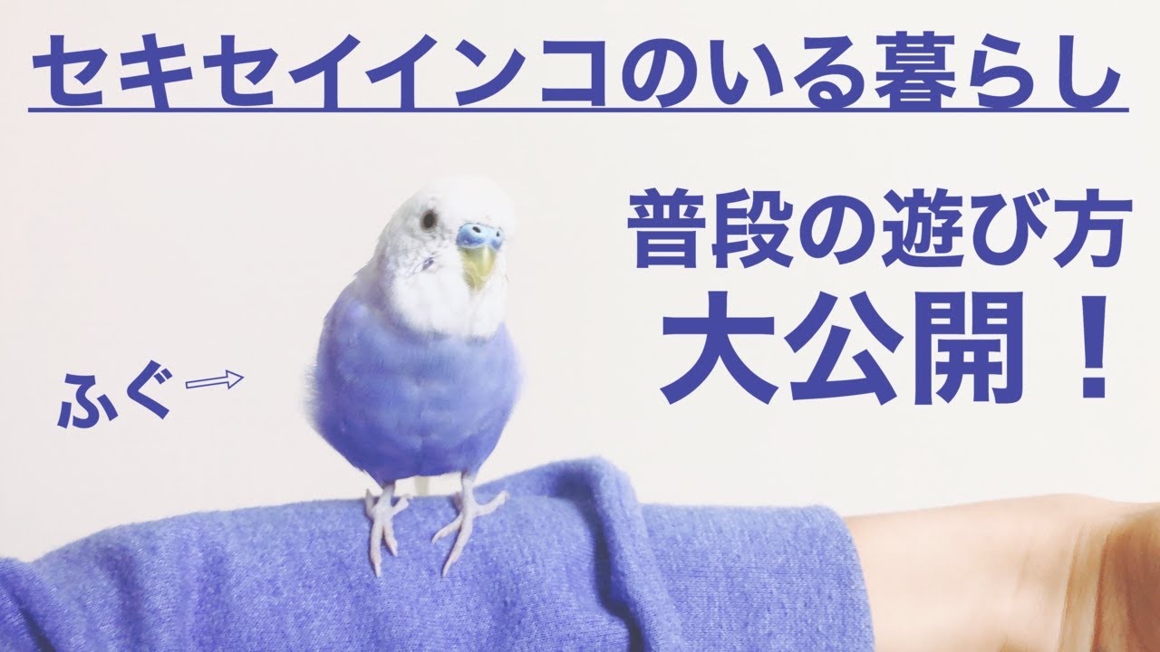 鳴き声が可愛い セキセイインコのふぐ 普段の遊び方大公開 Youtube