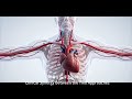 Traditional Chinese Medicine and Modern Medicine Qi and Blood Theory vs the Circulatory System