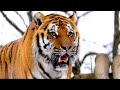 Tiger facts age weight and living with humans improve translation