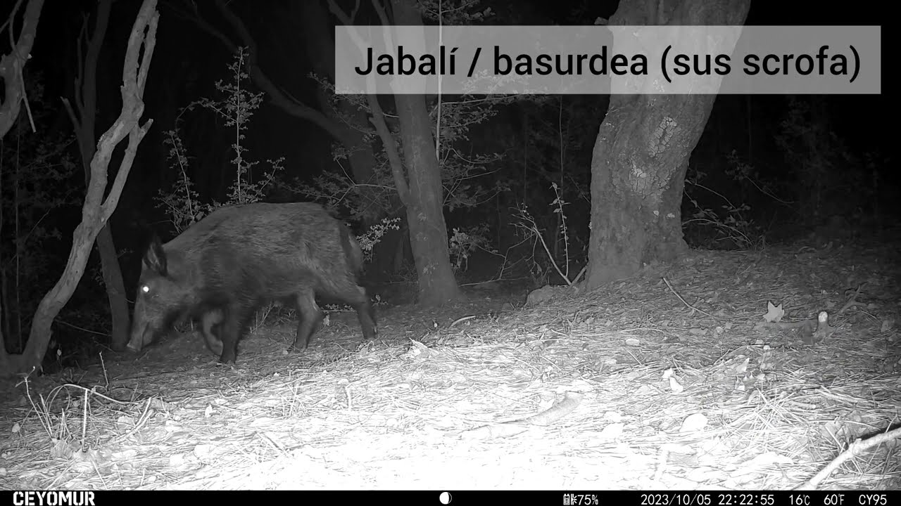 Fototrampeo PAIS VASCO (Otoño 2023)