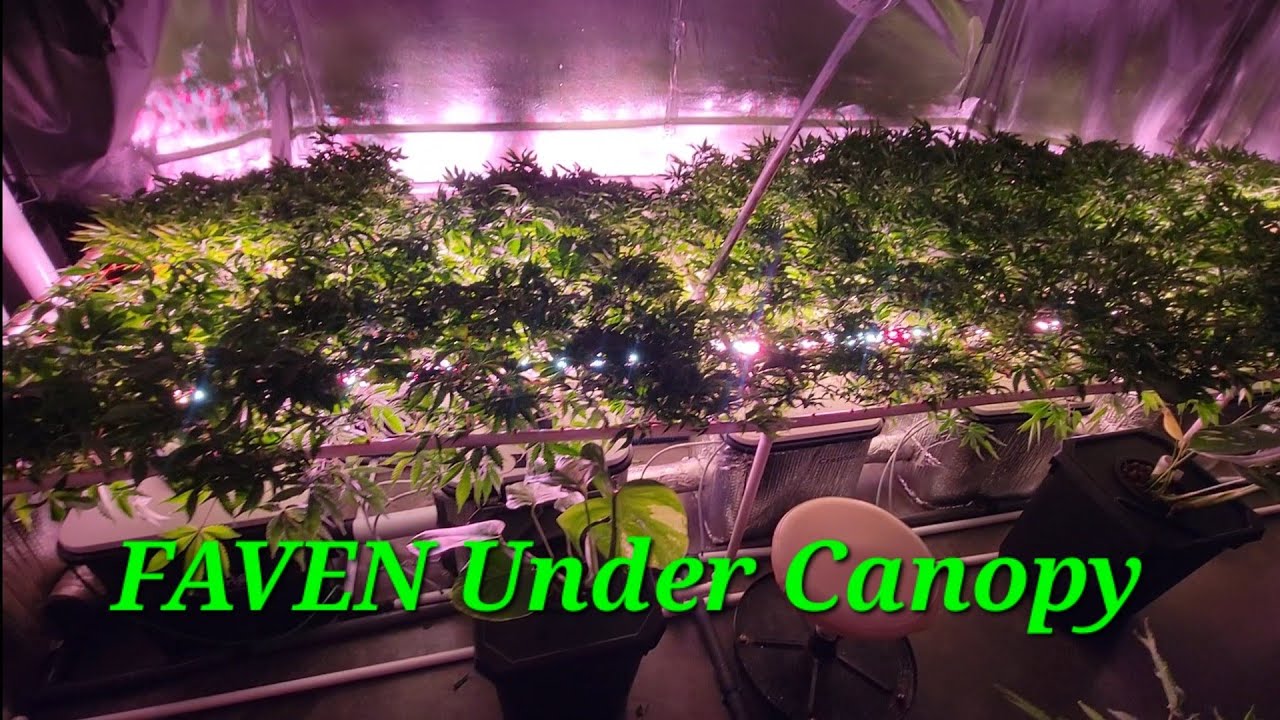 FAVEN Under Canopy Grow Lights R8 - 12 Plant Cannabis Scrog