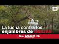 Así luchan los bomberos de Valencia para retirar enjambres de abejas: más de una actuación al día