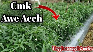 CABE AWE ACEH!!! tinggi 2 meter potensi 2-3 kg perbatang