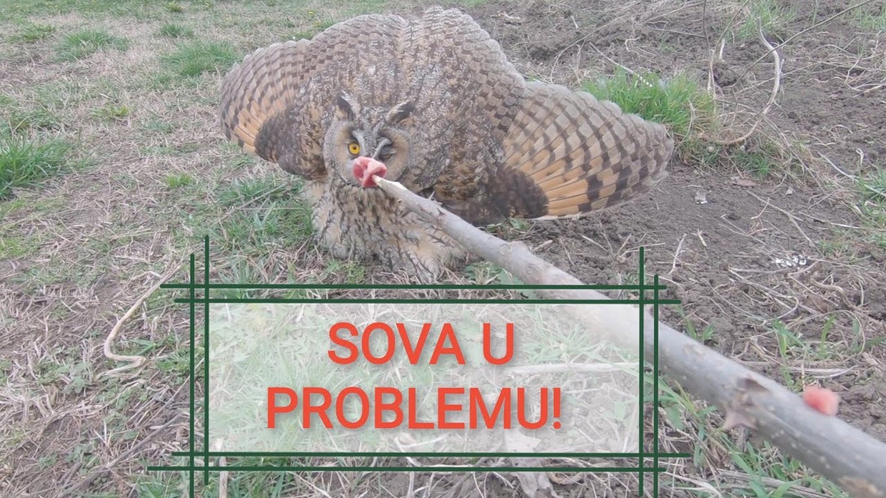 Sova u problemu - Owl in trouble 🦉⛑️🆘