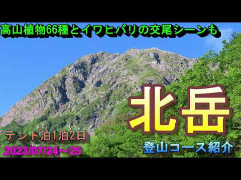 【登山】テント泊1泊2日 北岳 高山植物66種とイワヒバリの交尾シーンも