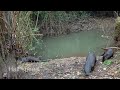 Otter with cubs at the latrine.