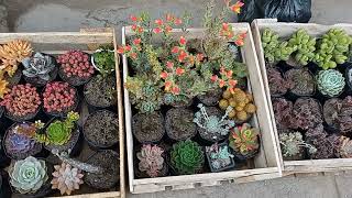 suculentas ,cactus y más aquí en el mercado de Acho