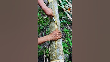 The process of peeling tree bark neatly and perfectly #shorts