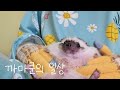 까마쿤 일상 | 고슴도치와 함께 하는 두번째 겨울 | 고슴도치 핸들링 배마사지