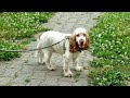 Cocker Spaniel Grooming