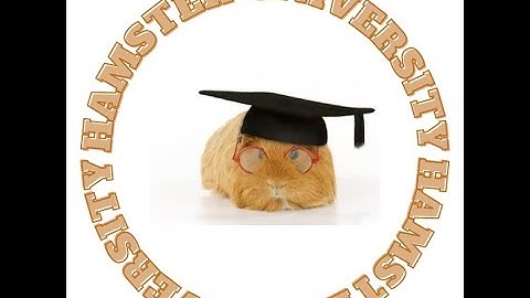 CSC264 - Hamster University