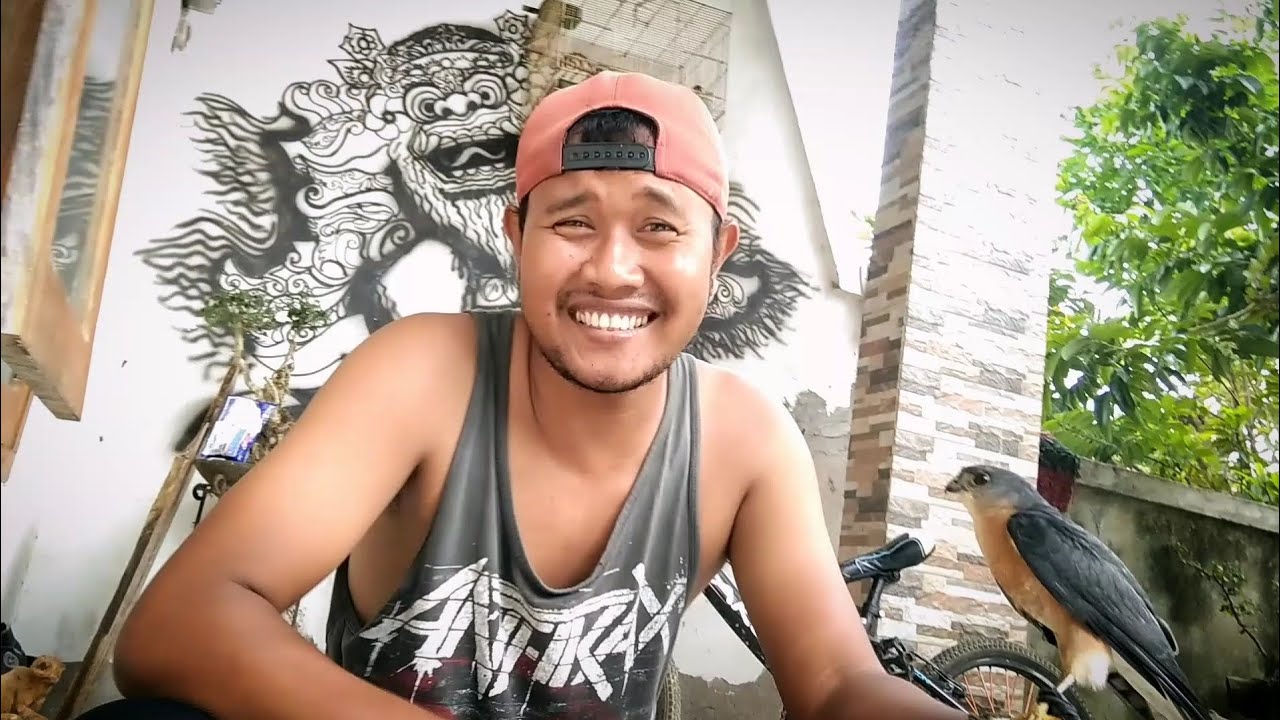 UNBOXING ACIPITER GULARIS / Alap-Alap Kaki Biting. #alapalap #fresh #burungelang