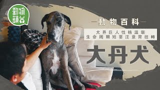 大丹犬企高至少1.8米 狗狗界巨人遺傳病多 飯後劇烈運動易胃扭轉  #動物百科 #動物蘋台果籽 香港 Apple Daily—原刊日期20201112