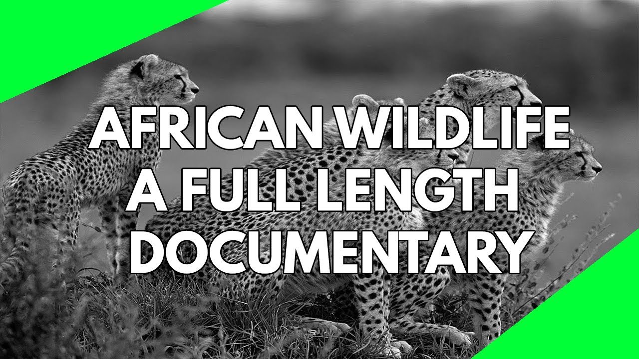 Wildlife Documentary A full documentary about African Wildlife. Filmed