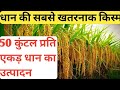 धान की सबसे खतरनाक किस्म उत्पादन 50 कुंटल प्रति एकड़ । ये किस्म तोड़ेगी सब किस्मों का रिकॉर्ड । धान