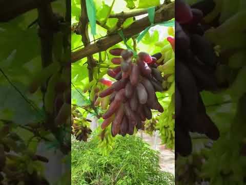 Video Vườn Nho Móng Tay Đen Chuẩn Bị Thu Hoạch Tại Nông Trại... - youtube