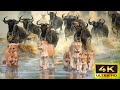 4k african animals discovery beautiful wildlife movie with calming music in ruma national park