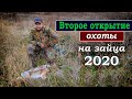 Второе открытие охоты на зайца 2020