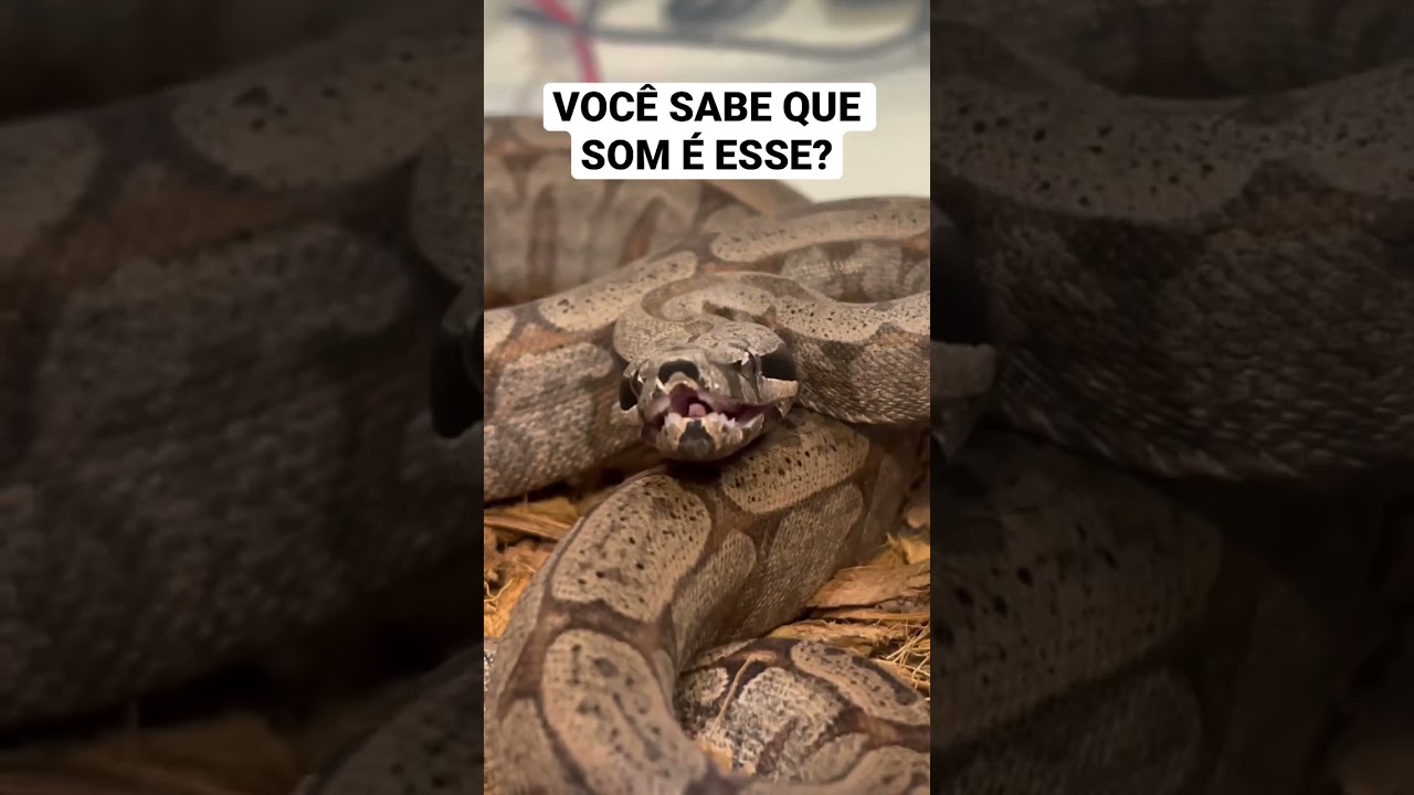 Bafo da Jiboia. Por que ela faz isso? #cobra #jiboia #biologia