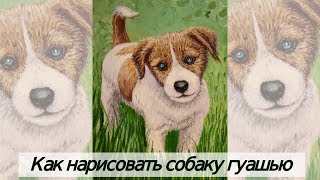 Как нарисовать собаку гуашью поэтапно/подробный видео урок Как нарисовать собаку гуашью поэтапно/подробный видео урок