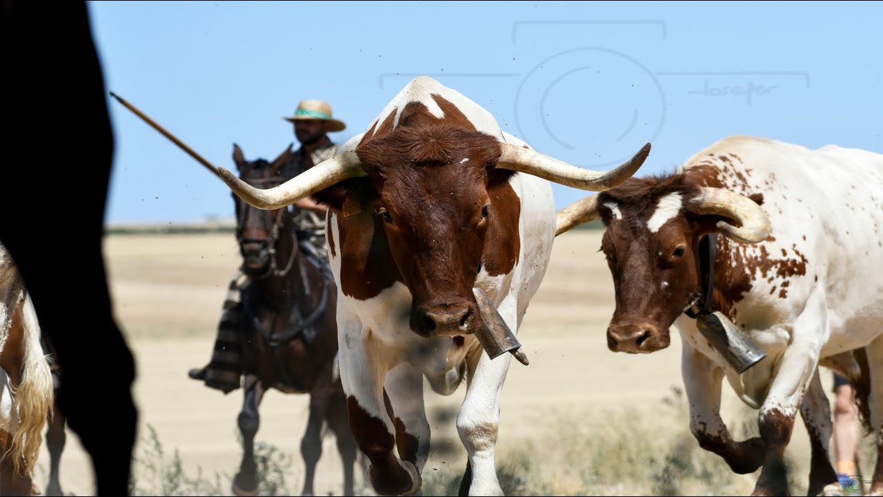 TRASHUMANCIA DE BUEYES_VILLAMAYOR DE CAMPOS