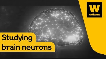 Making sense of the 70 billion neurons in the brain | Wellcome