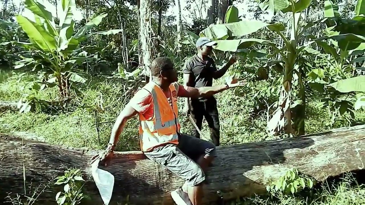 J. Wellar Gaye  (Cocoa Plantation)