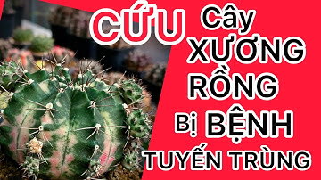 Cứu cây xương rồng khỏi bệnh tuyến trùng/Xương Rồng BMT #tribenhchoxuongrong #xuongrongbmt #37