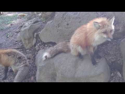 キツネを眺めるだけ