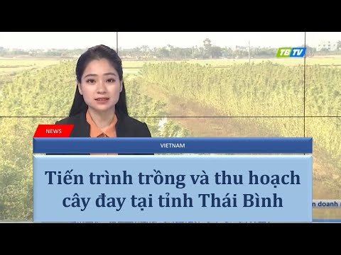 Tiến Trình Trồng Và Thu Hoạch Cây Đay Tại Tỉnh Thái Bình