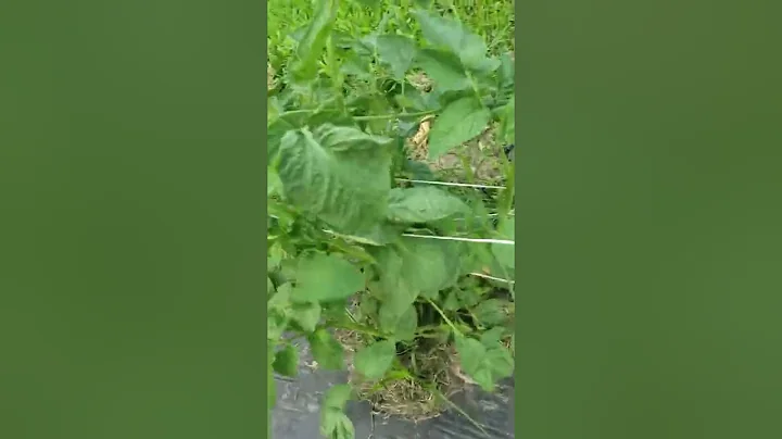 Lazy Gardner