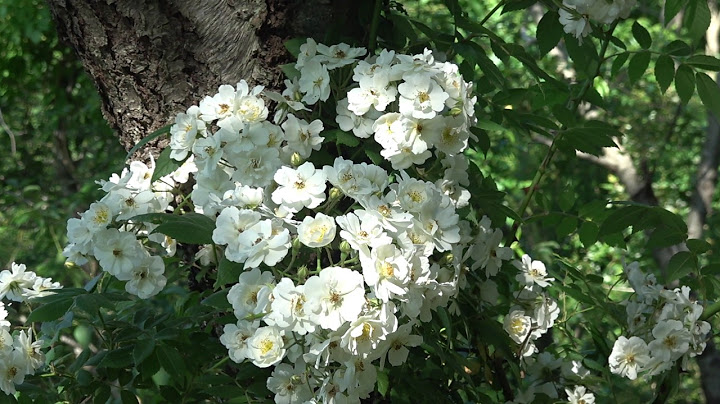 rambling rector rose climbing a tree,  LI Sound