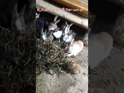 الارانب ما سبب موتهم في شهر 4 5