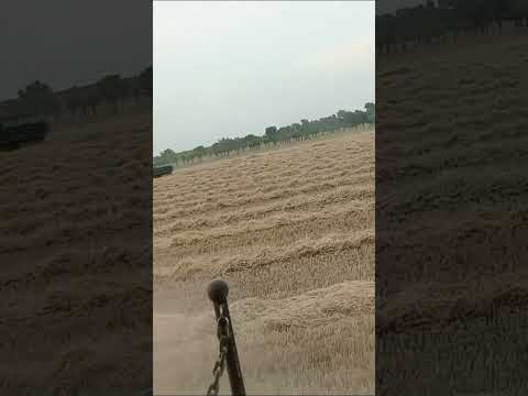 برداشت گندم آبی تهران مسابقه بین تریلی و خاور