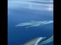 dolfin  New  Dolfin 🐬🐬🐬