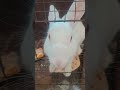 #rabbit lover 🥰🥰🥰🥰🥰🥰🥰🥰🥰🥰🥰🥰