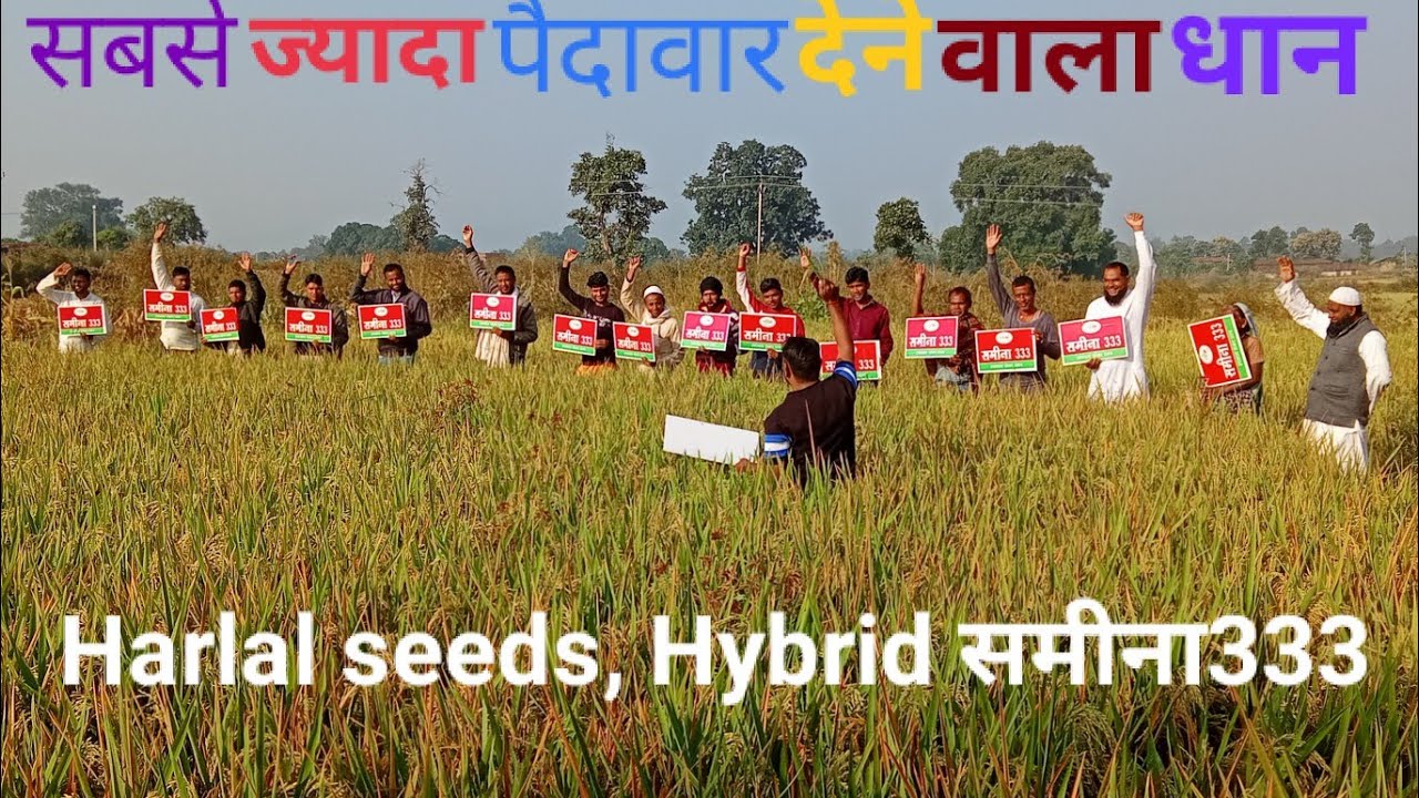 सबसे बढ़िया पैदावार देने वाला धान | Hybrid Paddy | Sameena 333 | मोटा धान | Bold variety |