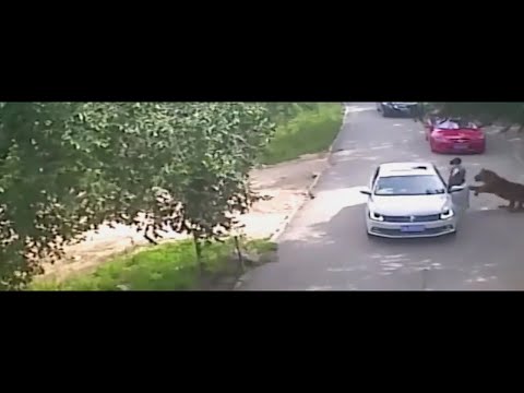 Footage shows shocking tiger attack in Beijing's wildlife park