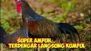 Suara pikat ayam hutan 100 % ampuh,pokok pitik'e Ra budek 😁#yang_request_langsung_aja