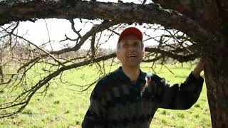 Яблоня: обрезаем старое запущенное дерево. Обрезка плодовых деревьев от Рабушко - Восстановили звук