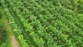 July 2024 Drone Fly Over Los Arboleros Farm
