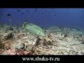 Мальдивы 3 Подводные съемки. Maldives underwater