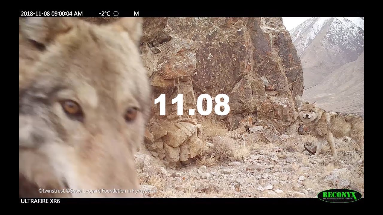 キルギスの野生動物動画 赤外線カメラがとらえた生きもの達 Youtube