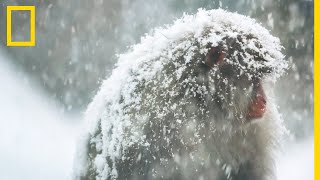 Le singe des neiges, résident ancestral des montagnes japonaises